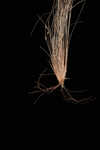 Capillary hairsedge